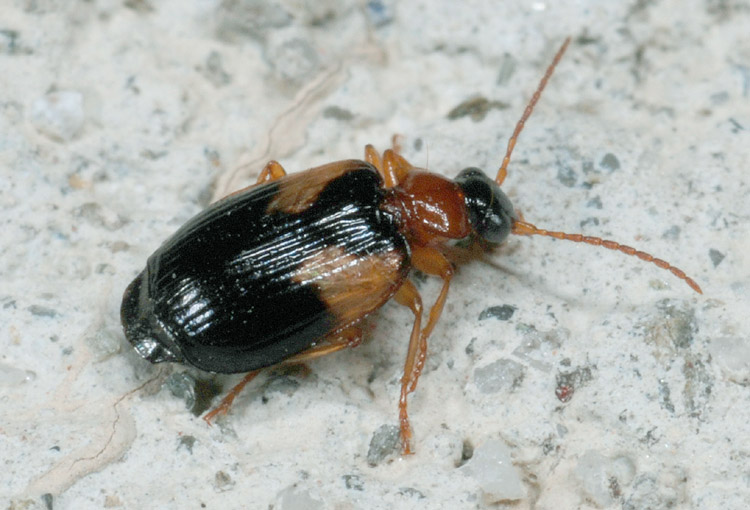 Lebia scapularis